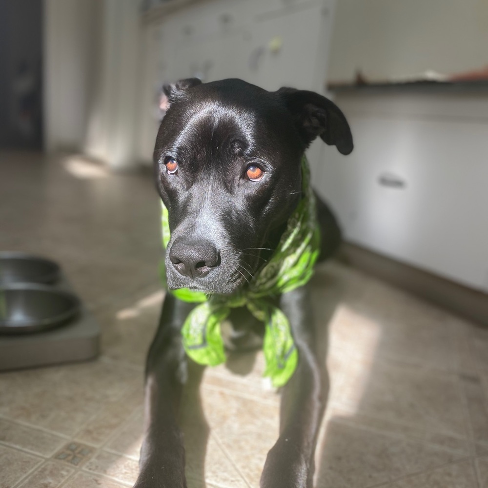 Meet your Posher, Liz